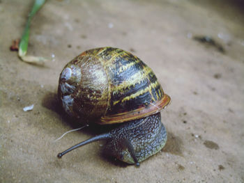 High angle view of snail