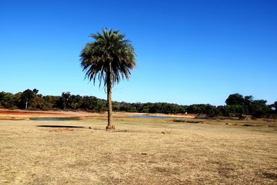 Palm trees on field against clear blue sky