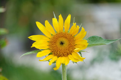 Close-up of sunflower