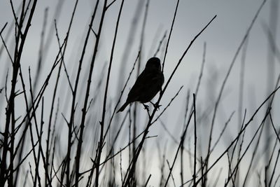 Close-up of bird perching on leaf