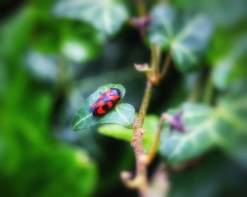 Close-up of ladybug on plant