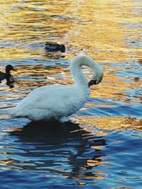 Swan swimming in lake