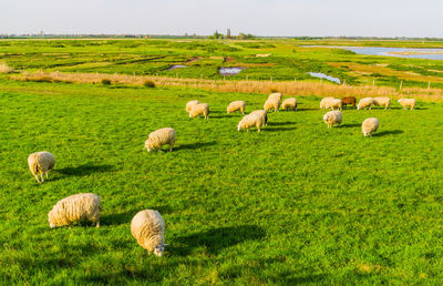 Sheep grazing in a field