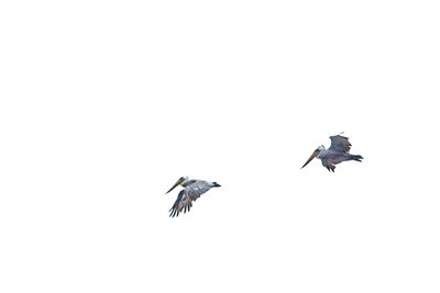 View of birds flying over black background