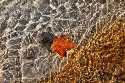 Full frame shot of leaf