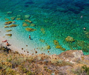 High angle view of coral in sea