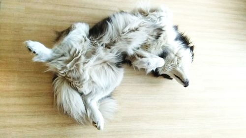 Close-up of dog lying on hardwood floor