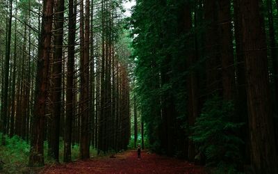 View of trees in forest