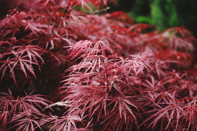 Close-up of autumnal leaves against blurred background