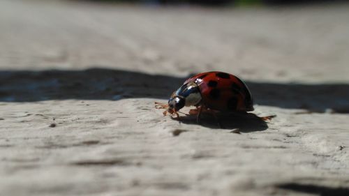 Close-up of ladybug on sand