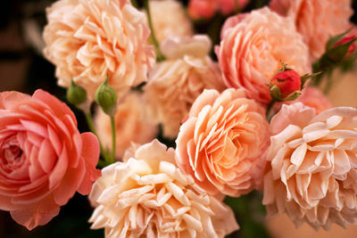 Close-up of pink rose