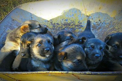 Close-up of puppy