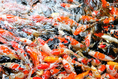 High angle view of koi carps swimming in lake