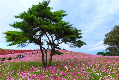 Pink flowers blooming on field against sky