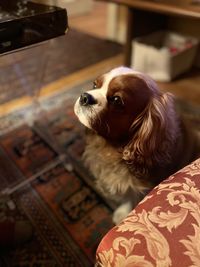 High angle view of dog looking away at home