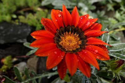 Close-up of red wet flower blooming outdoors