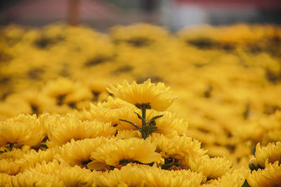 Close-up of yellow flowering plant on field