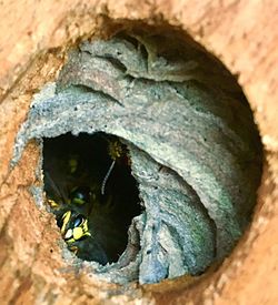 Close-up of insect on tree trunk