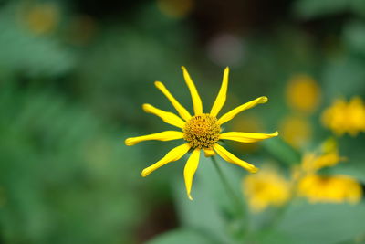 Close-up of yellow flowering plant