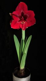 Close-up of red flower over black background