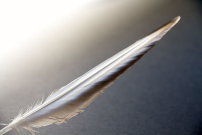 Close-up of feather against white background