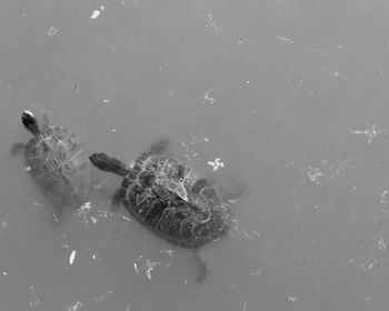 High angle view of an animal floating on lake