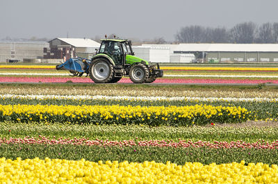 Yellow flowering plants on field