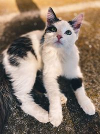 High angle portrait of cat sitting outdoors