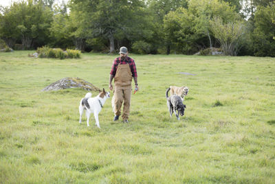 Male farmer walking in field with three dogs