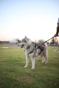 Dog running on grass