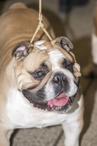 Close-up portrait of dog