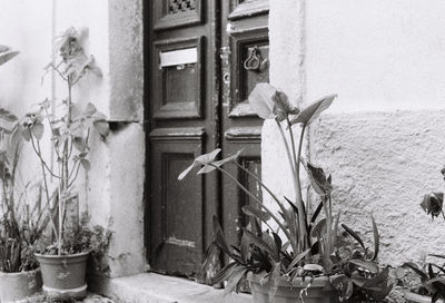 Potted plants against wall and building