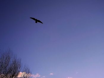 Low angle view of bird flying in sky