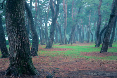 Trees in forest