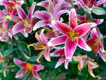 Close-up of flowers blooming outdoors