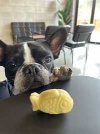 Close-up of a dog at home