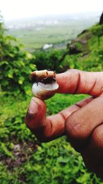 Close-up of hand holding crab