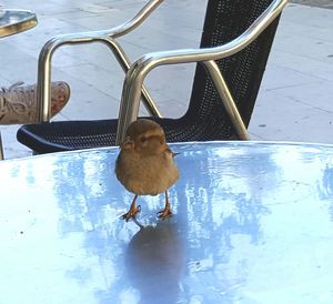 Bird perching on a snow