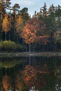 Trees by lake in forest during autumn