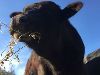 Low angle view of cow eating grass against sky