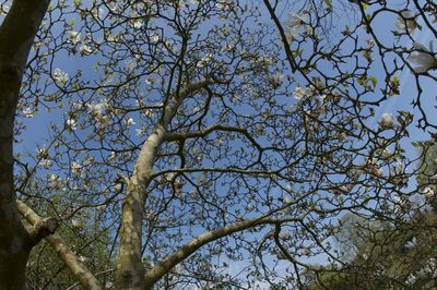 Low angle view of tree in forest