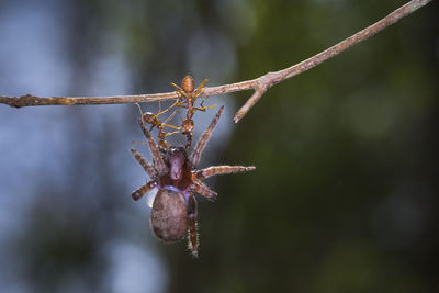 Close-up of ants carrying dead insect