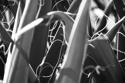 Close-up of plants growing outdoors