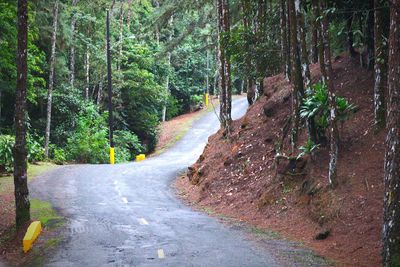 Road amidst trees in forest