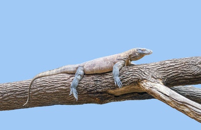 Low angle view of lizard on tree against clear sky