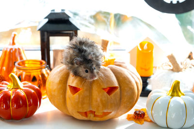 Jack o lantern on table