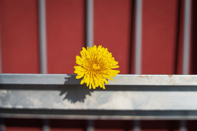 Close-up of yellow flower on railing