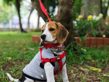 Dog looking away while sitting on land