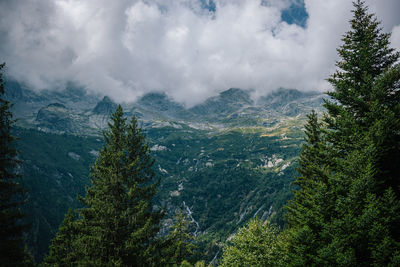 Panoramic view of trees in forest against sky