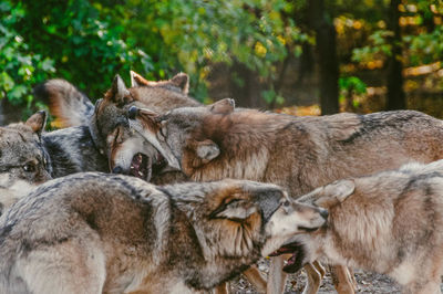 Majestic creatures grey wolves